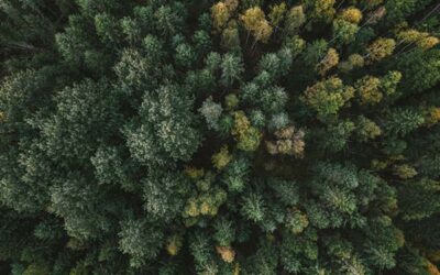 Rapport RSE de Goodwill-management