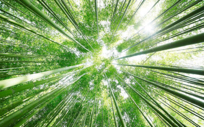 Lancement de la chaire de recherche Triple Comptabilité